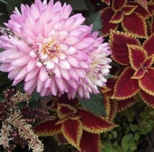 Meet your Posher, Marlene